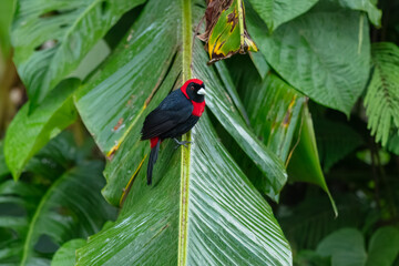 Crimson-collared tanager (Ramphocelus sanguinolentus) is a rather small Middle American songbird.