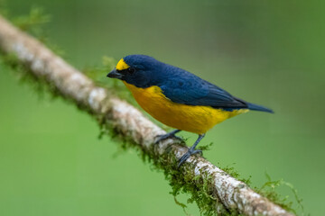 Orange-bellied Euphonia - Euphonia xanthogaster black and yellow bird in finch family Fringillidae, found in South America, subtropical or tropical moist lowland forest and moist montane forest. 