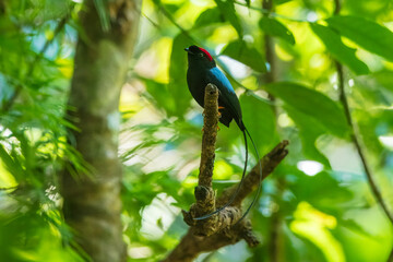 Long-tailed manakin (Chiroxiphia linearis) is a species of bird in the family Pipridae native to Central America where it inhabits both wet and dry tropical and subtropical forests.