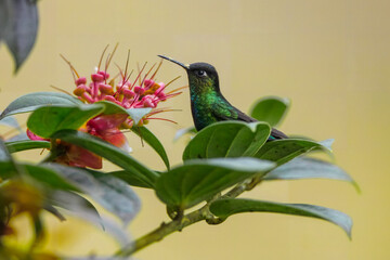 Obraz premium Fiery-throated hummingbird (Panterpe insignis) is a species of hummingbird in the 