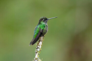Fototapeta premium Talamanca hummingbird or admirable hummingbird (Eugenes spectabilis) is a large hummingbird. The admirable hummingbird's range is Costa Rica to Panama