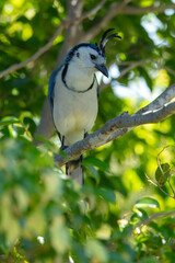 The white-throated magpie-jay (Calocitta formosa) is a large Central American species of magpie-jay. It ranges in Pacific-slope thorn forest from Jalisco, Mexico to Guanacaste, Costa Rica.