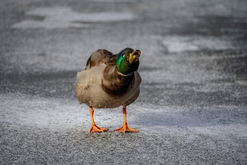 duck in the snow