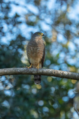 A vertical closeup shot of a beautiful roadside hawk or Rupornis Magnirostris on the branch