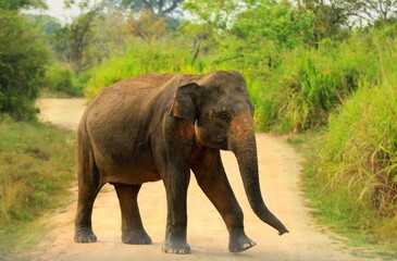 Obraz premium Sri Lankan Elephants in the Wild 