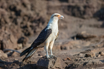Obraz premium Yellow-headed caracara (Milvago chimachima) is a bird of prey in the family Falconidae. Much smaller than Crested Caracara, without dark cap. Found in open habitats, such as fields and river edges.