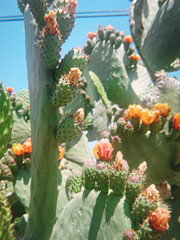 prickly cactus in desert
