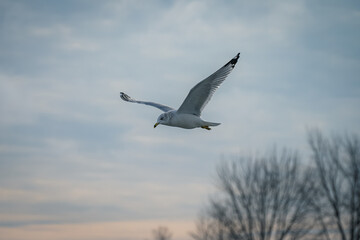 seagull in flight