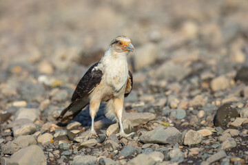 Yellow-headed caracara (Milvago chimachima) is a bird of prey in the family Falconidae. Much...