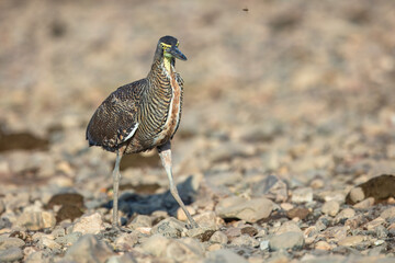 Fasciated Tiger-Heron Tigrisoma fasciatum, This medium-sized heron is often seen along fast-flowing...