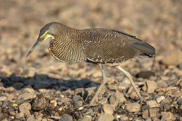 Fasciated Tiger-Heron Tigrisoma fasciatum, This medium-sized heron is often seen along fast-flowing...