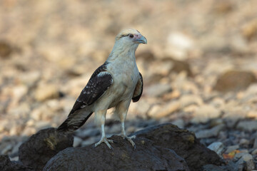 Yellow-headed caracara (Milvago chimachima) is a bird of prey in the family Falconidae. Much smaller than Crested Caracara, without dark cap. Found in open habitats, such as fields and river edges.