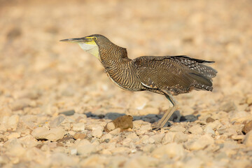 Fasciated Tiger-Heron Tigrisoma fasciatum, This medium-sized heron is often seen along fast-flowing rocky rivers and streams. Almost always seen seen singly, standing on a rock in river.