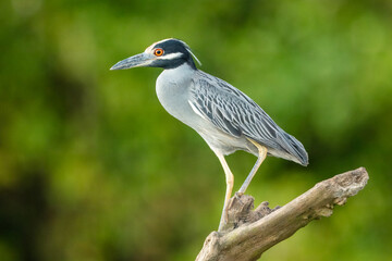 The yellow-crowned night heron (Nyctanassa violacea), is one of two species of night heron in genus Nyctanassa. Unlike the black-crowned night heron, which has a worldwide distribution, the yellow-cro