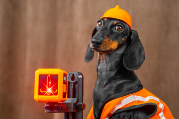 Dachshund dressed as construction worker with a laser level in bright orange attire at the...