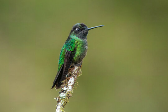 Talamanca hummingbird or admirable hummingbird (Eugenes spectabilis) is a large hummingbird. The admirable hummingbird's range is Costa Rica to Panama