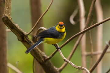 Collared whitestart, Myioborus torquatus, yellow grey red birs in the nature flower habitat. Collared redstart, tropical New World warbler endemic mountains of Costa Rica. Wildlife in forest.