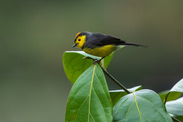 Collared whitestart, Myioborus torquatus, yellow grey red birs in the nature flower habitat. Collared redstart, tropical New World warbler endemic mountains of Costa Rica. Wildlife in forest.