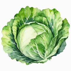 Cabbage, leaf vegetable on a white background in watercolor style. Fresh green leafy kale head vector illustration, color clip art for poster, cookung book or over