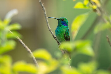 Hummingbird Green Violet-ear, Mexican Violetear, Colibri thalassinus, bird flying next to beautiful ping orange and yellow flower in natural habitat, bird from mountain tropical forest, Costa Rica.