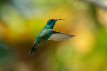 Fototapeta premium Hummingbird Green Violet-ear, Mexican Violetear, Colibri thalassinus, bird flying next to beautiful ping orange and yellow flower in natural habitat, bird from mountain tropical forest, Costa Rica.