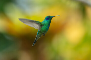 Hummingbird Green Violet-ear, Mexican Violetear, Colibri thalassinus, bird flying next to beautiful ping orange and yellow flower in natural habitat, bird from mountain tropical forest, Costa Rica.