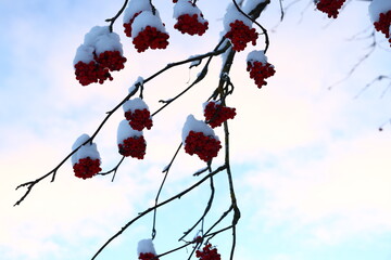 Snowy branches with vibrant red berries contrast beautifully with a clear winter sky