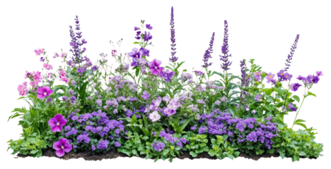 PNG Purple spring flower bed flowers garden outdoors.
