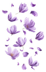 Image of PNG Crocus flowers and petals floating crocus purple arrangement. printed on Printed Glass Splashbacks
