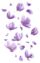Gardinen PNG Crocus flowers and petals floating crocus purple arrangement. © Rawpixel.com
