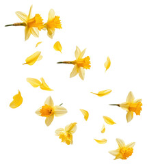 PNG Daffodil flowers and petals floating daffodil blossoms spring. © Rawpixel.com
