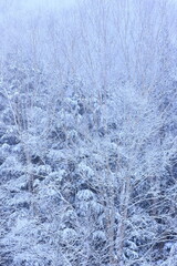 snow covered trees in the forest