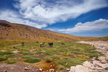 Group of beautiful decorated Llamas in the highlands of Bolivia staring into the camera. Wallpaper...