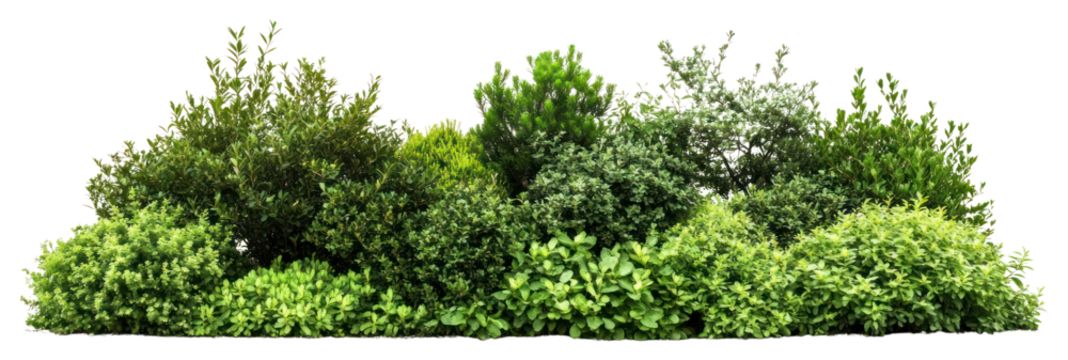 PNG Bushes and shrubs plant white arrangement.