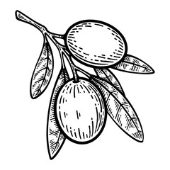 Hand drawn olive. Olive line art vector illustration
