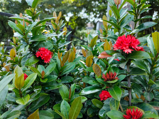 Close up of Ixora chinensis, Saraca asoca, Asoka Flowers, or Bunga Soka with exotic red flowers and refreshing green leaves