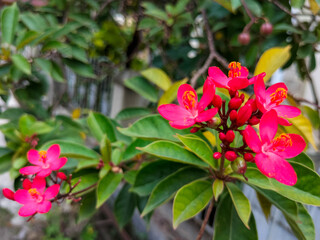 Selective focus and blurred background Jatropha integerrima, peregrina, spicy jatropha, or bunga...