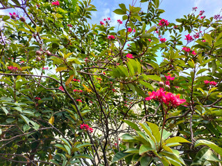 Selective focus and blurred background Jatropha integerrima, peregrina, spicy jatropha, or bunga...