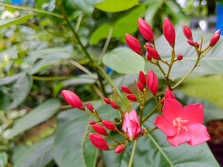 Fototapeta premium Selective focus and blurred background Jatropha integerrima, peregrina, spicy jatropha, or bunga betawi plant with exotic red flowers