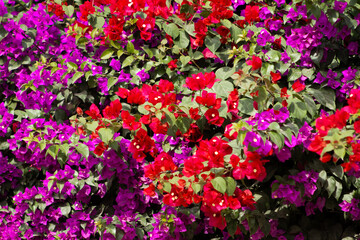 Flores de Bougainvillea, Campeche, México