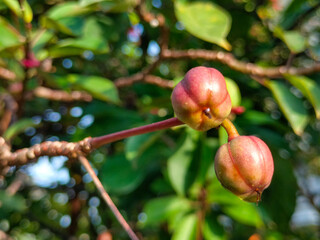 Selective focus and blurred background Jatropha integerrima, peregrina, spicy jatropha, or bunga betawi plant with exotic red flowers
