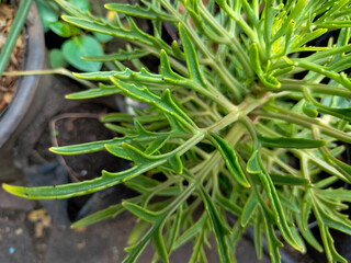 Obraz premium Selective focus of Kalanchoe laciniata, Christmas Tree Plant, or daun sedingin with unique leaf shape and green color