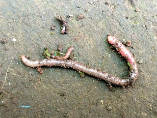 Close up of Lumbricus rubellus Earthworm, or Cacing Tanah walking on mossy grass
