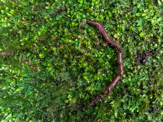Close up of Lumbricus rubellus Earthworm, or Cacing Tanah walking on mossy grass