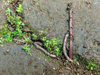 Close up of Lumbricus rubellus Earthworm, or Cacing Tanah walking on mossy grass
