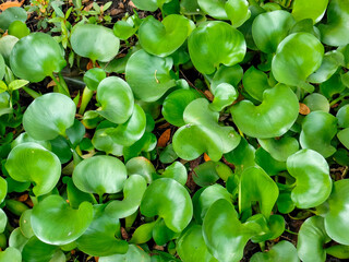 abstract nature background texture Pontederia crassipes, Eichornia crassipes, water hyacinth, or Eceng Gondok in the river