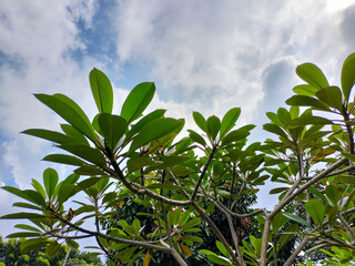 Close-up view of leaves of Plumeria rubra, Red Plumeria, Red Frangipani, or Kemboja merah  in the garden