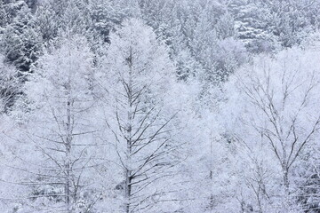 snow covered trees in winter