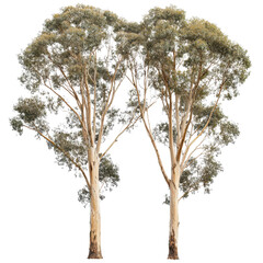 Majestic Pair of Eucalyptus Trees Isolated on White Background Australian Flora Nature Photography
