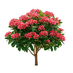 Naklejka premium Vibrant pink sterculia flower tree lush green foliage isolated transparent background